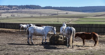A ló fogazata és gondozása